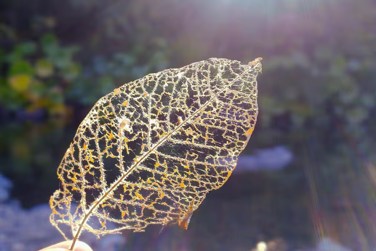 A framework of a leaf to describe the importance of structure in complaint handling.