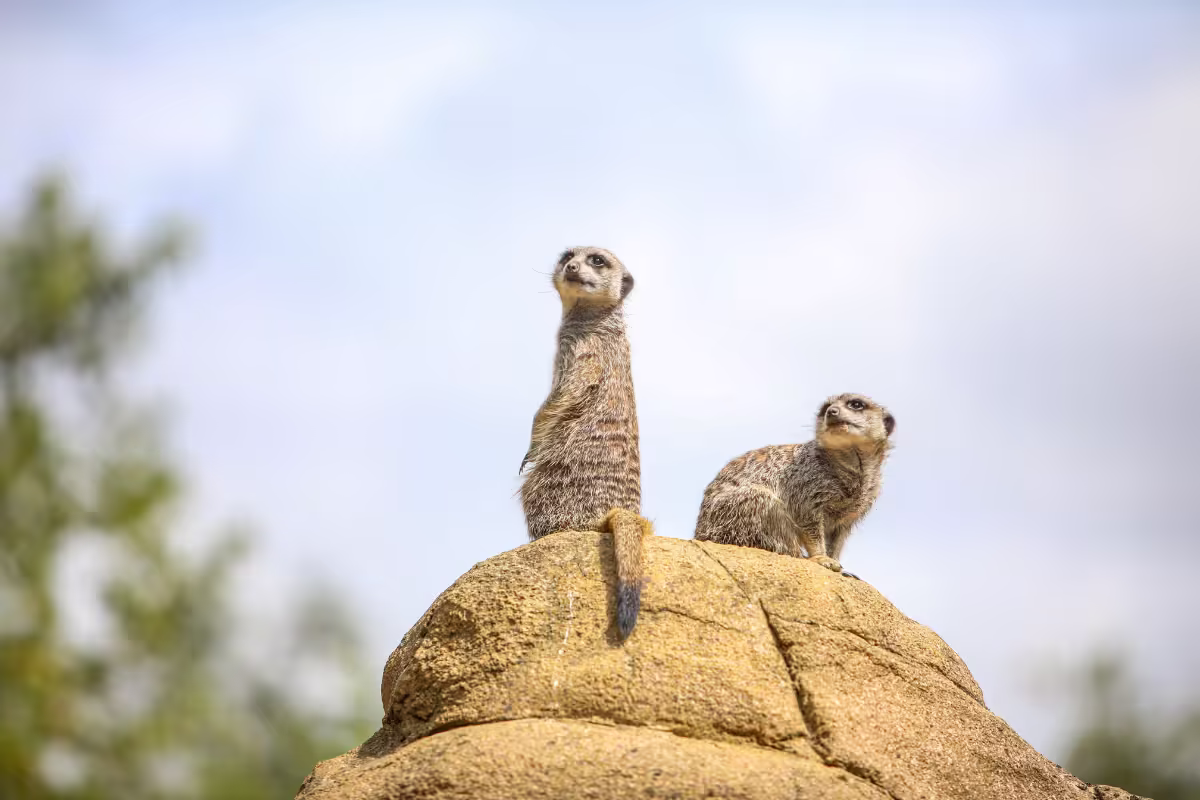 A photo of two meerkats looking confused sitting together on a large rock looking confused.'