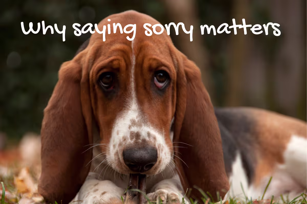 A photo of a Basset Hound dog looking sad with a bone in his mouth. The caption reads 'Why saying sorry matter'